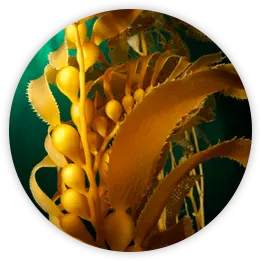 kelp-powder