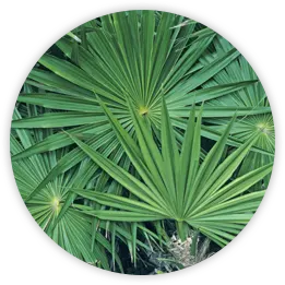 saw-palmetto